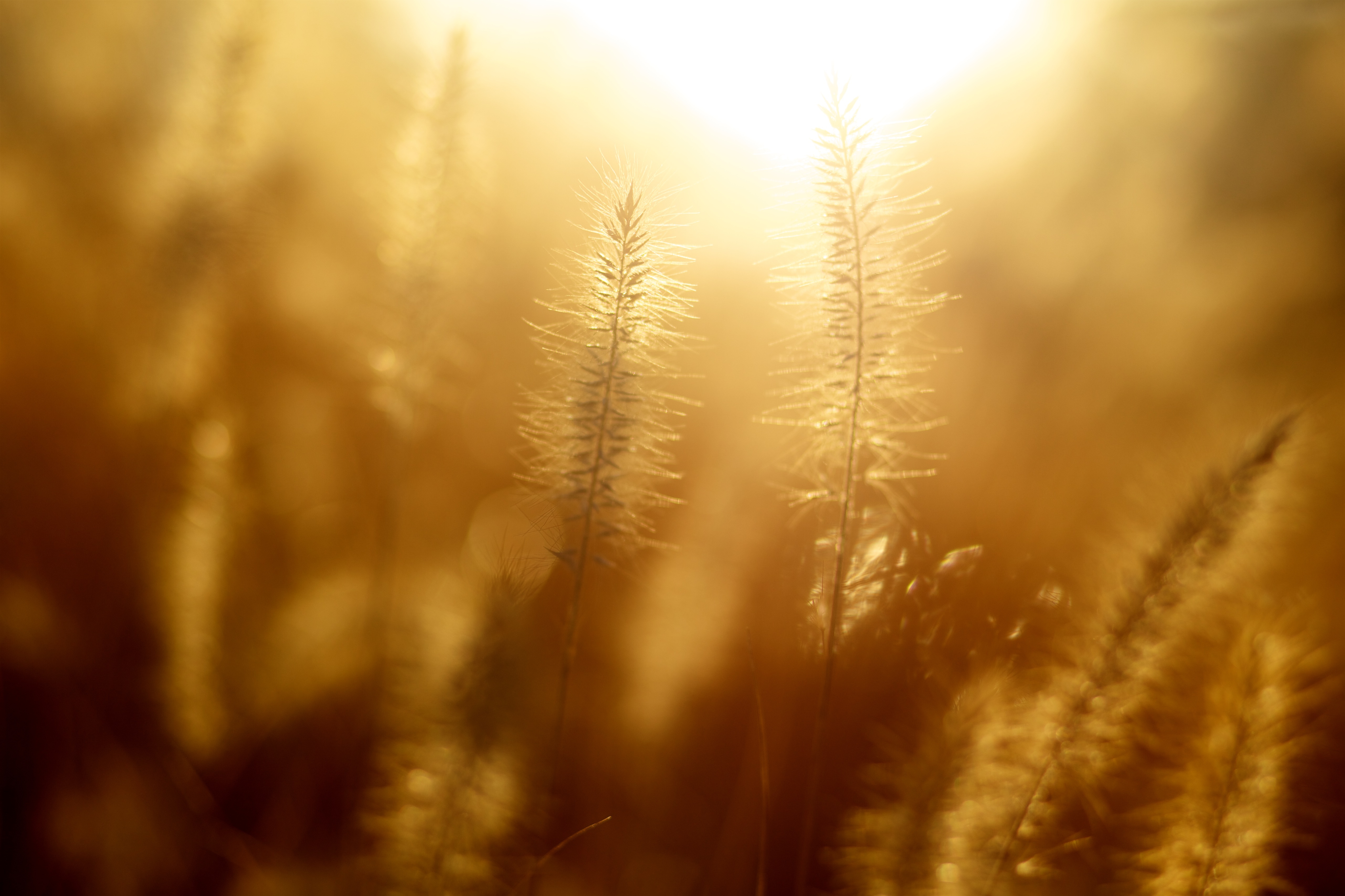 mornings sun on grain heads_pexels-photo