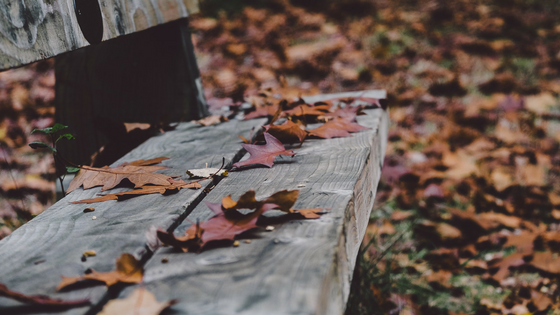 bench gray wood brown leaves