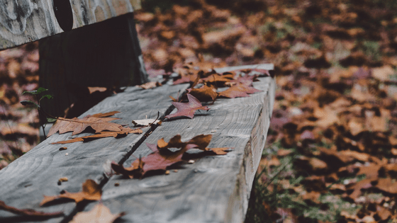 bench gray wood brown leaves