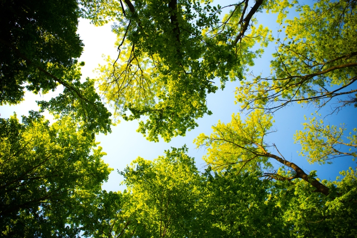 green trees and sky_looking up_pexels-photo-589802 a
