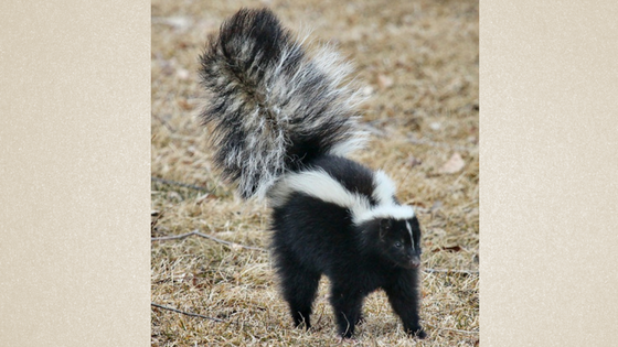 skunk