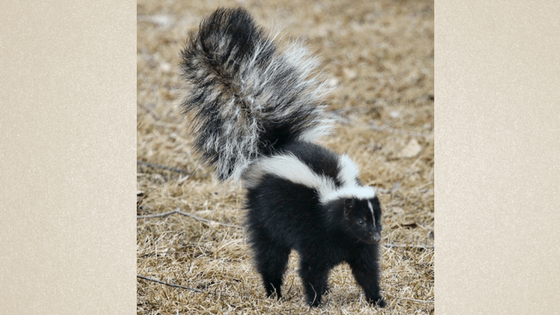 skunk
