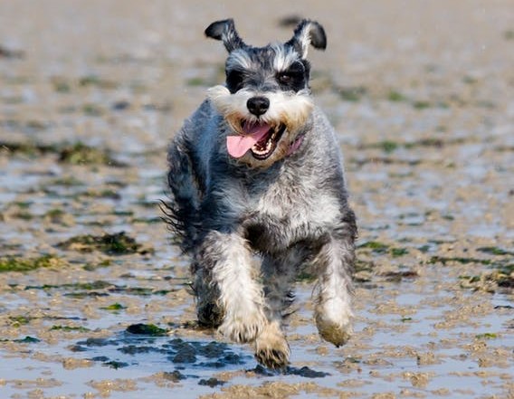 schnauzer-miniature-schnauzer-dog-running-59849_pexels_edited