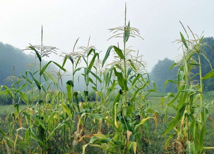 corn-2642460_960_720_pixabay_Cropped