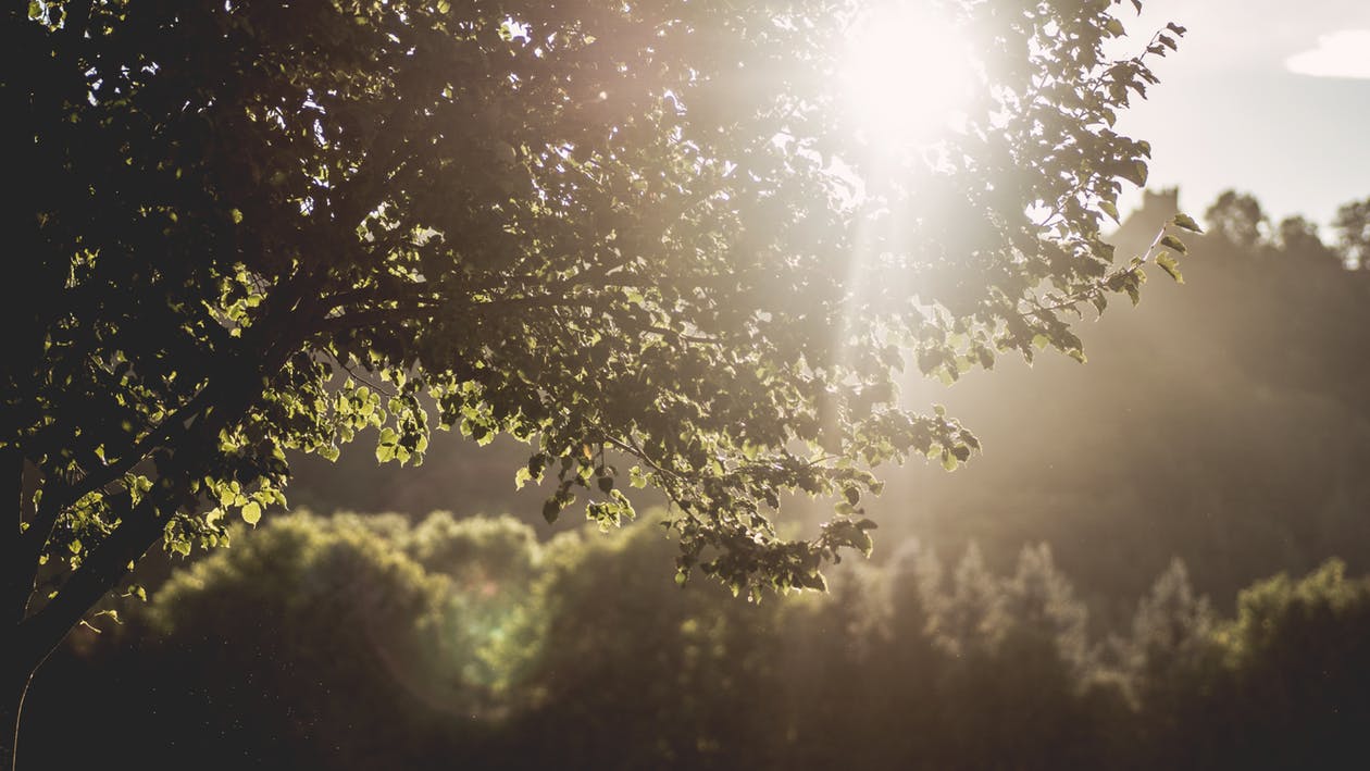 sunlight through tree branches_pexels-photo-539066
