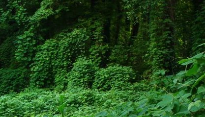 kudzu vines_sockvault_cropped