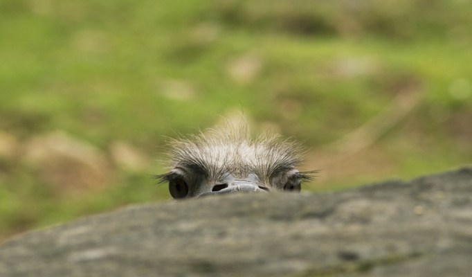 peek eyes ostrich-571457_960_720_pixabay