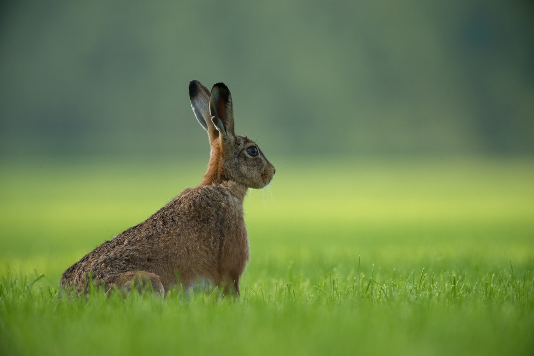 rabbit hare listening_photo Unsplash Vincent van Zalinge