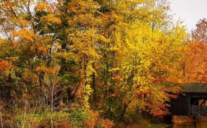autumn trees covered bridge_pexels-photo-236458_cropped