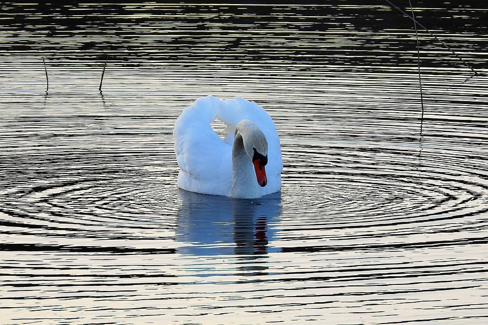 swan reflected water_lake-3277049_960_720_pixabay