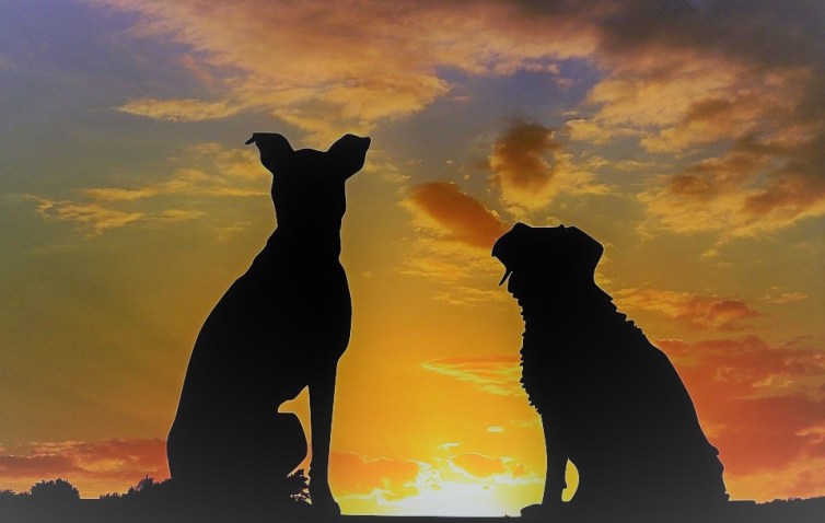 dogs silhouette sunset-2222801_960_720_pixabay_edited