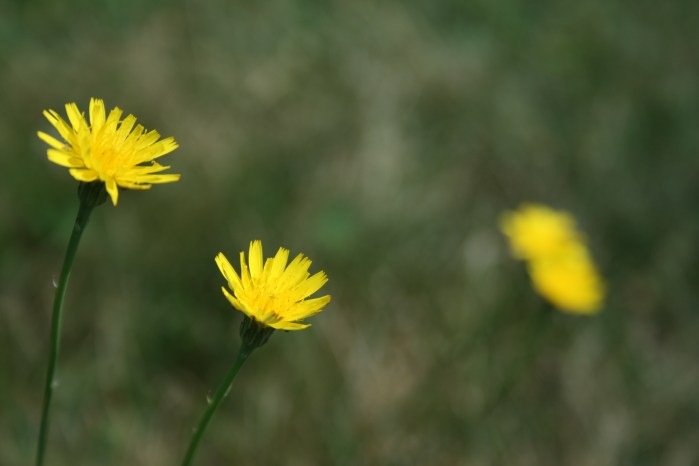 yellow flowers 3_IMG_4145