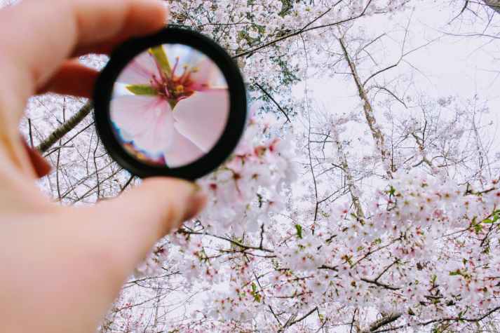 magnifying glass blossoms_pexels-photo-979927