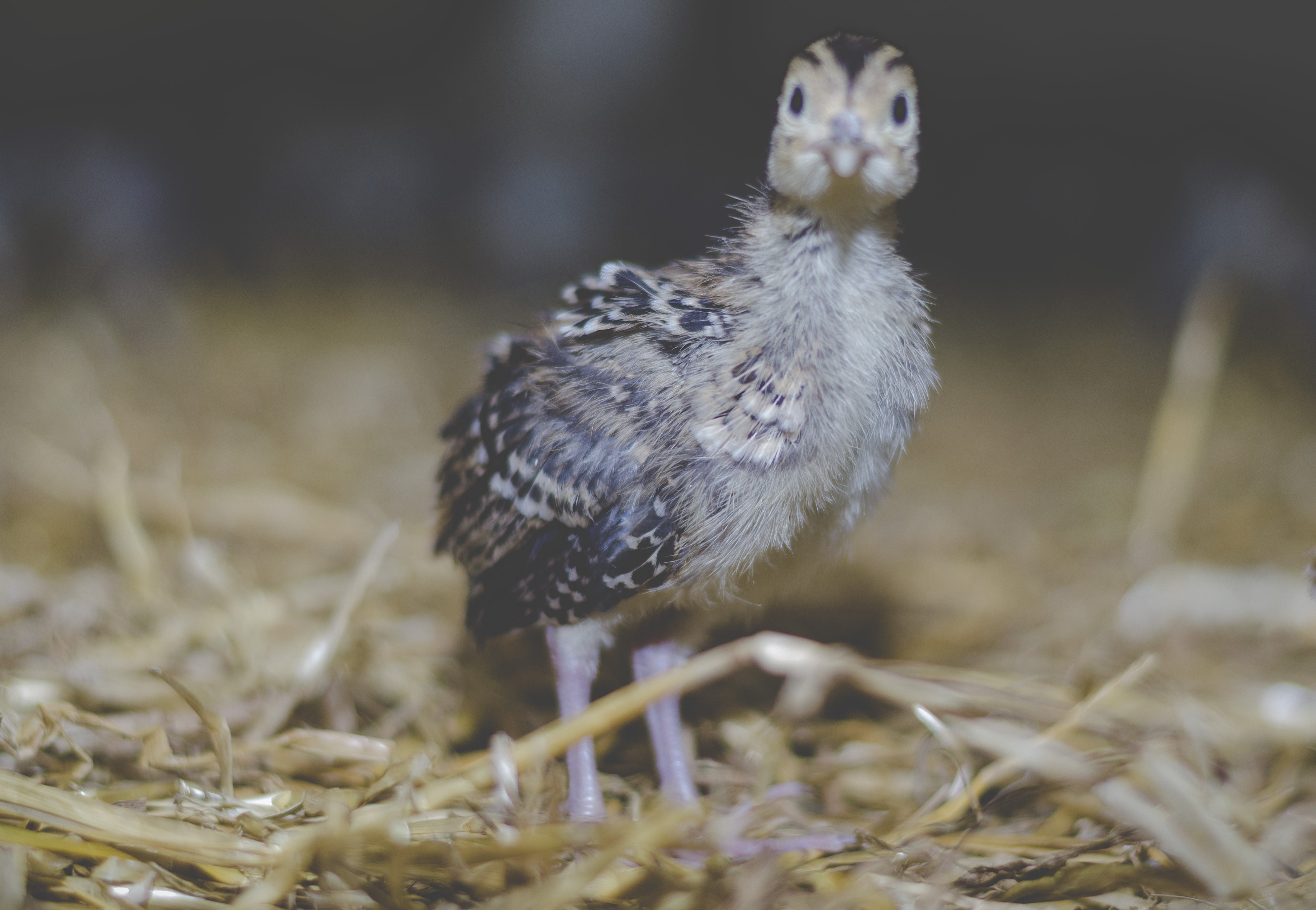 chick looking_pexels-photo-202164
