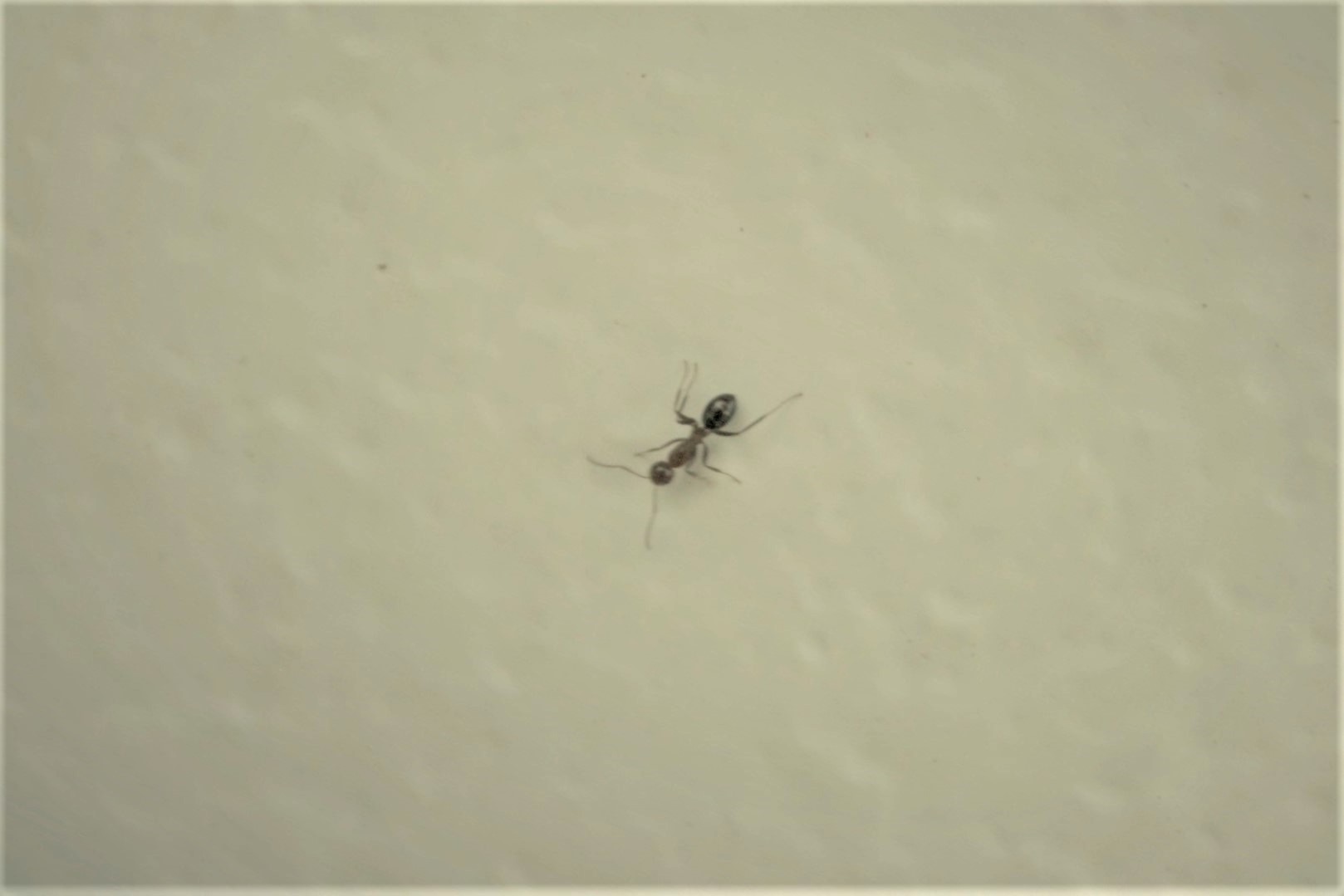 ant_edited closeup Sahara_ca