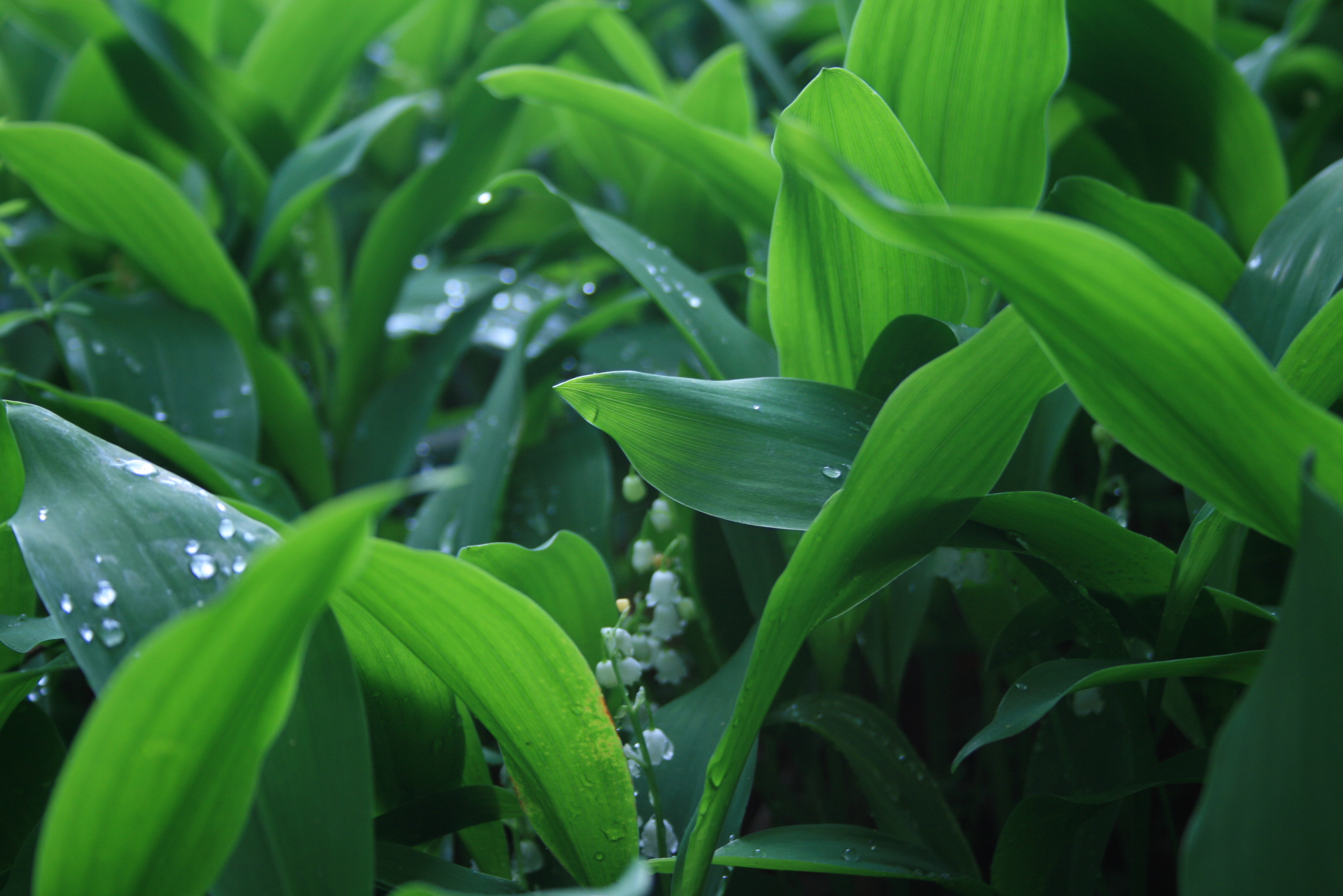 lilies of the valley water drops_IMG_5000