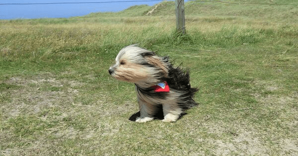 wind in face dog_JSch_pixabay_600x314px