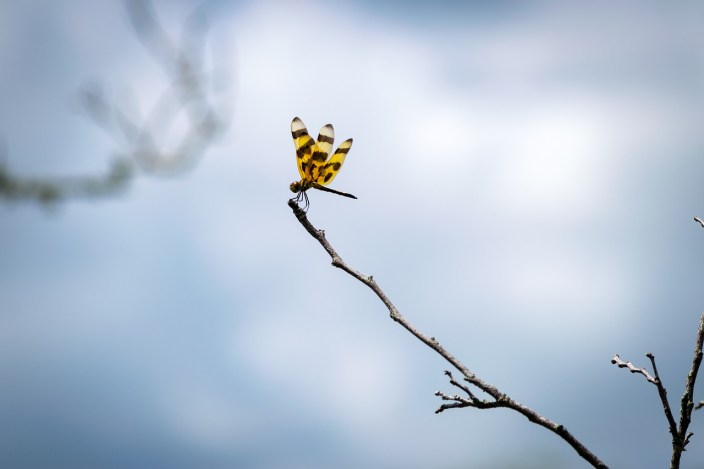 dragonfly-4502164_1280