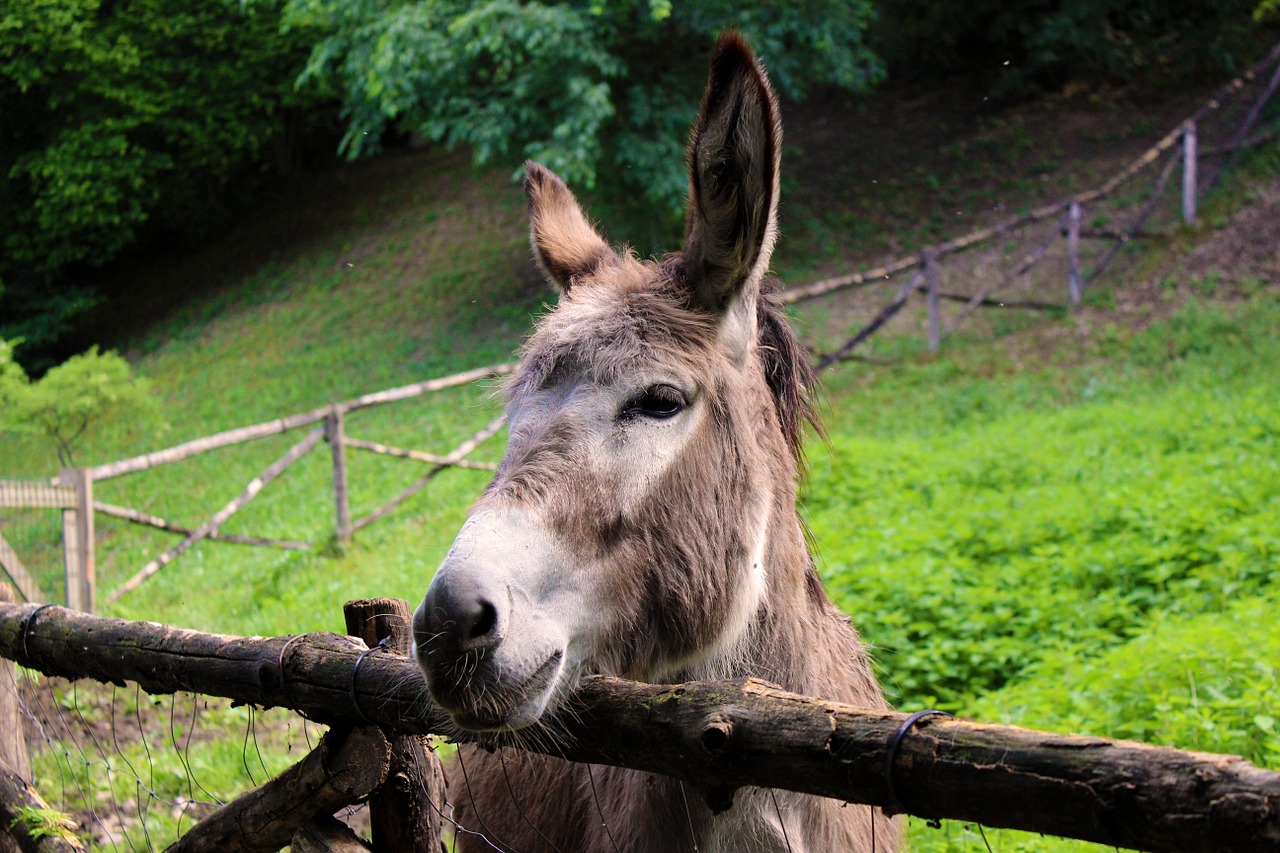 donkey-by Sebastiano Rizzardo_Pixabay