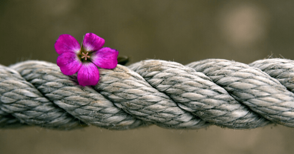 blossom rope_Ulrike Leone_Pixabay_edited