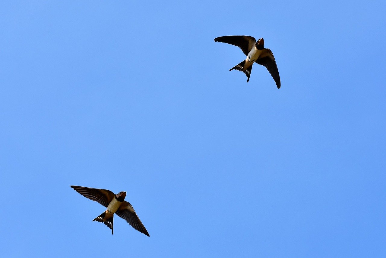 swallows-2 flying_ by Capri23auto_pixabay