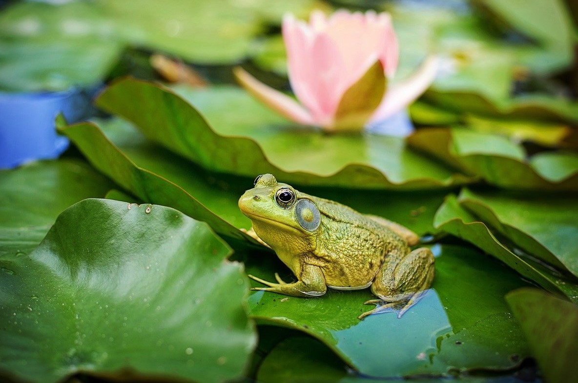 bull-frog-Jill Wellington_Pixabay_cropped